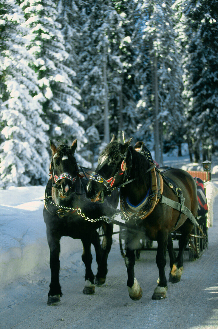 Horse Carriage, Vorarlberg, Austria