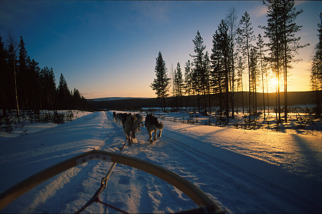 Hundeschlittenrennen, Lappland, Skandinavien