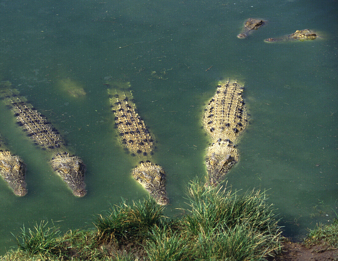 Saltwater crocodiles waiting for lunch, Arnhem Land, Northern Territory Australia