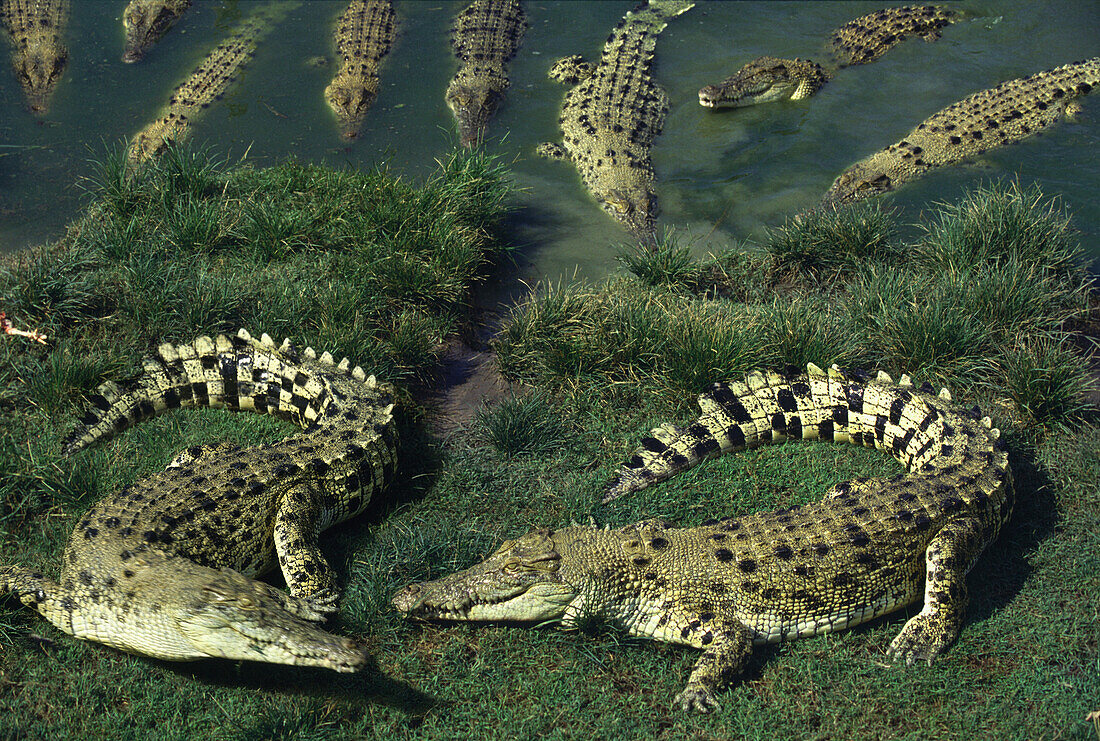 Saltwater crocodiles, Arnhem Land, Northern Territory, Australia