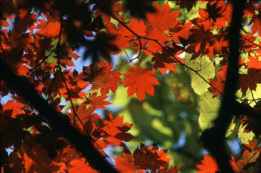 Autumn leaves at Soraksan mountains, Soraksan, South Korea, Asia