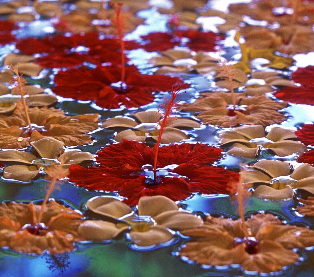 Flower bath in a spa, Badian Island, Cebu, Philippines