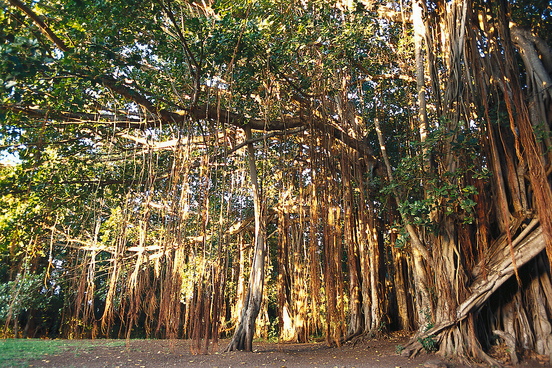 Banyan Baum, Mauritius