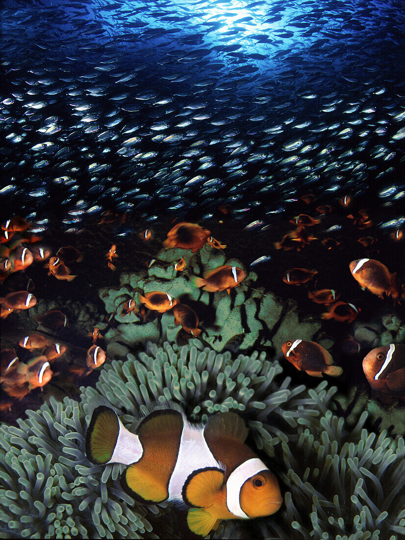 Clownfish and corals under water, Visaya Islands, Philippines, Asia