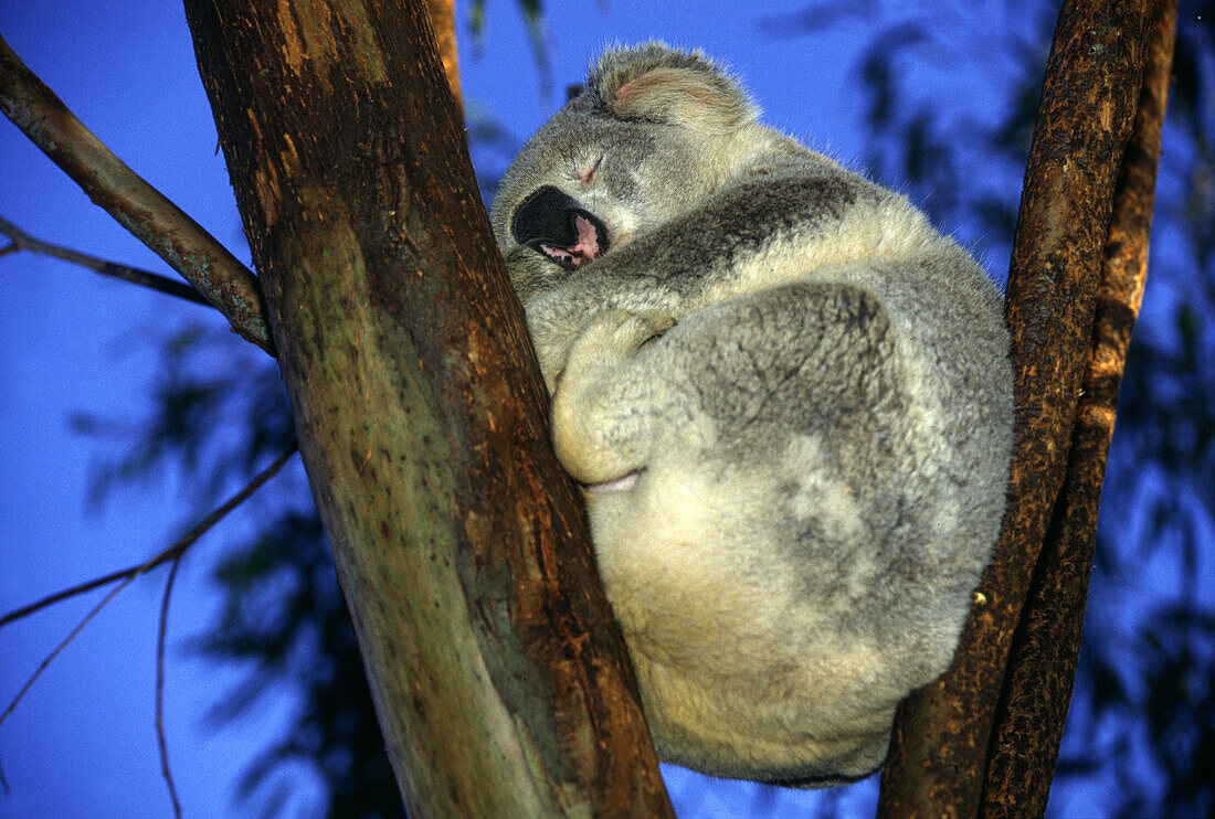 Schlafender Koala auf einem Baum, New South Wales, Australien