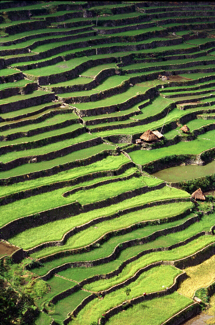 Ricefields and village, Batad-Mountain Province Luzon, Philippines