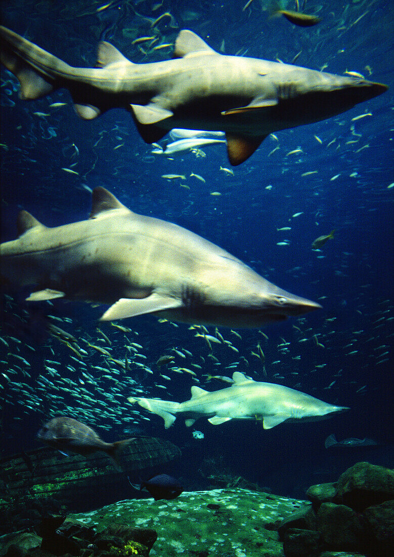 Sharks, Great Barrier Reef, Sydney Aquarium, Australia