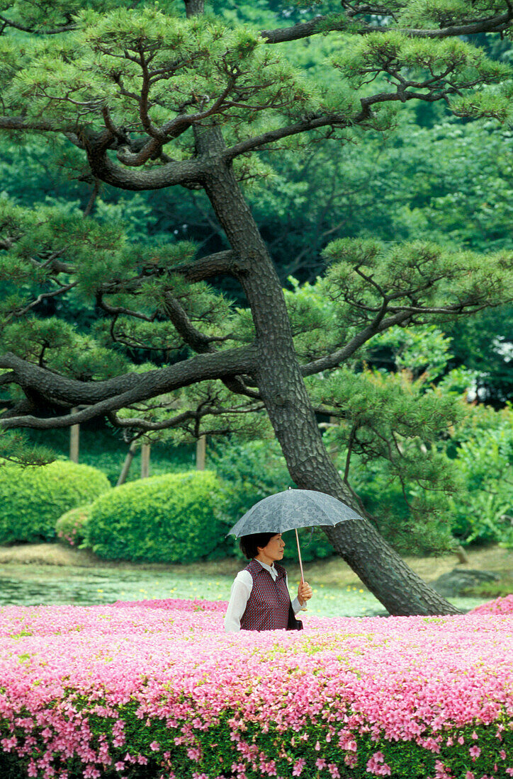 Magnolien im Kaiserlichen Palastgebäude, Tokio, Japan