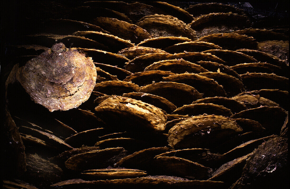 Pinctada oysters in pearl farm, Palawan Island, Philippines