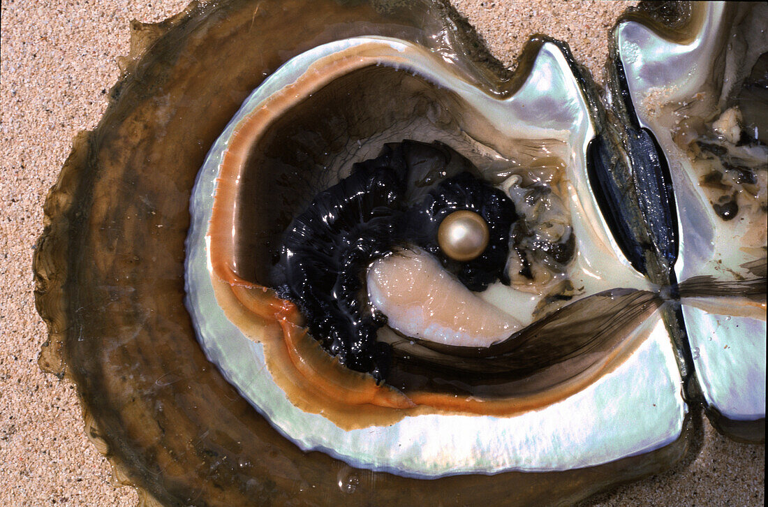Blick auf geöffnete Pinctada Auster mit Südseeperle, Palawan Insel, Philippinen, Asien