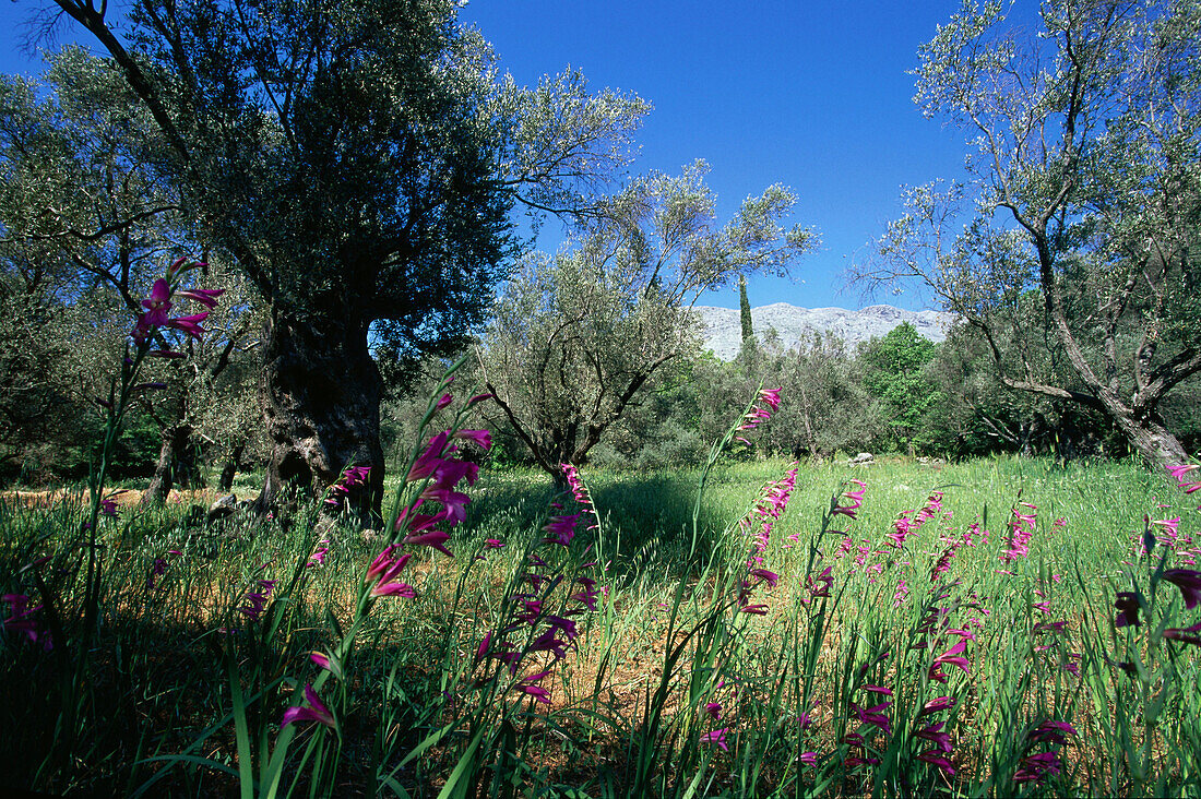 Olivenbäume, Wiese mit Siegwurz bei Spili, Kreta, Griechenland