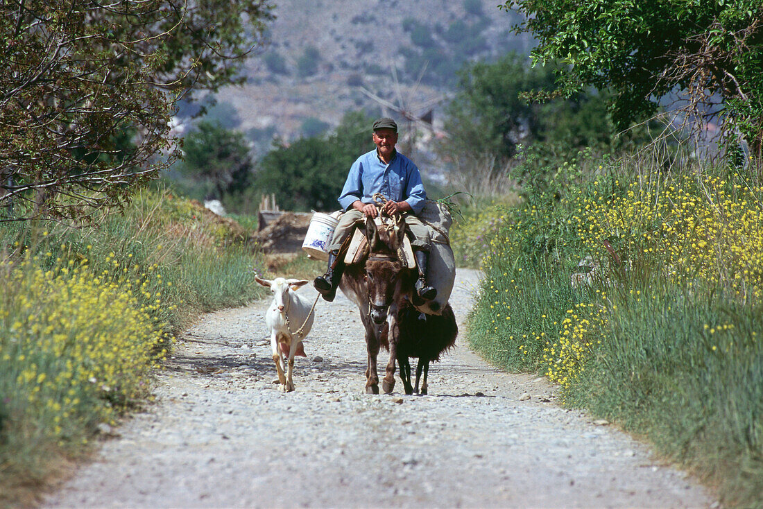 Bauer auf Esel, Ziegen, Lassithi-Hochebene, Kreta, Griechenland