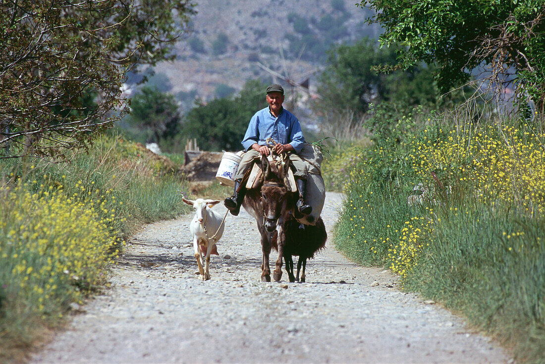 Farmer on donkey, Lassithi-Plateau, Crete, Greece