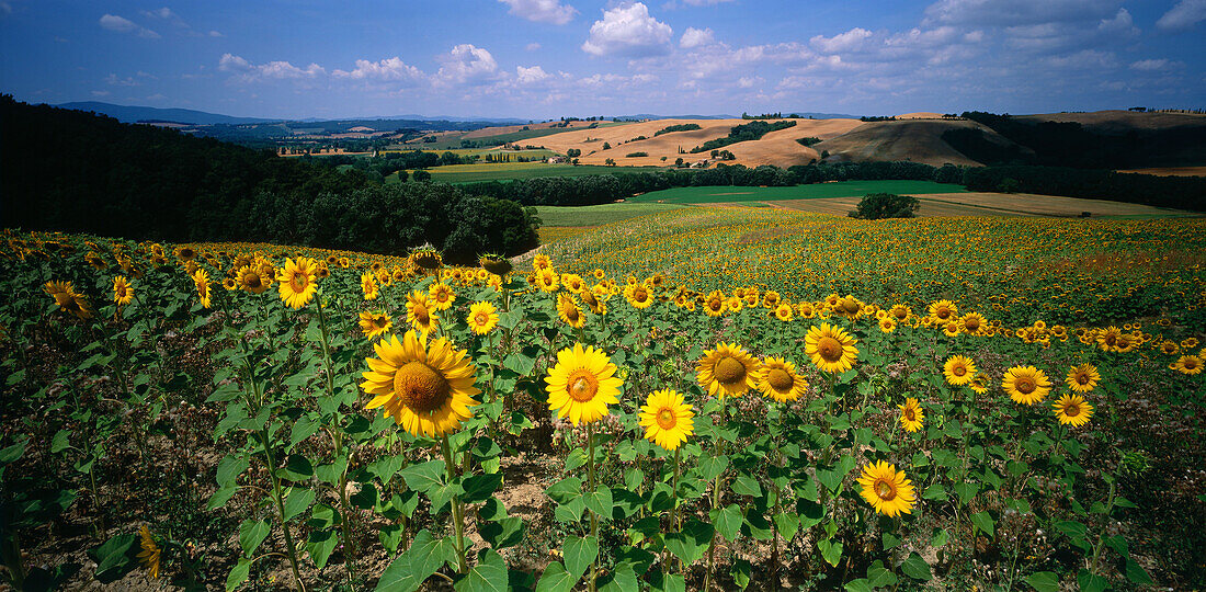 Sonnenblumenfeld bei Siena, Toskana, Italien