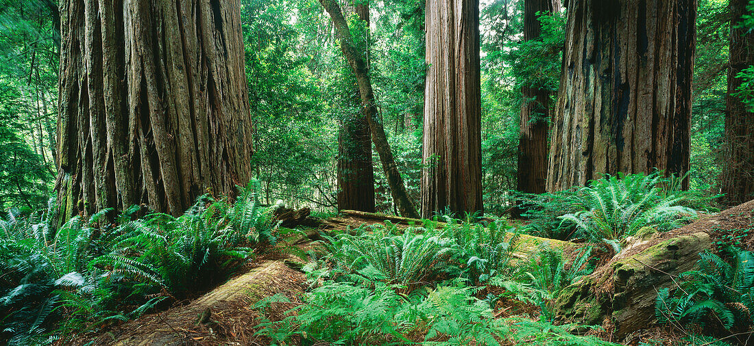 Redwood National Park, Kalifornien, USA