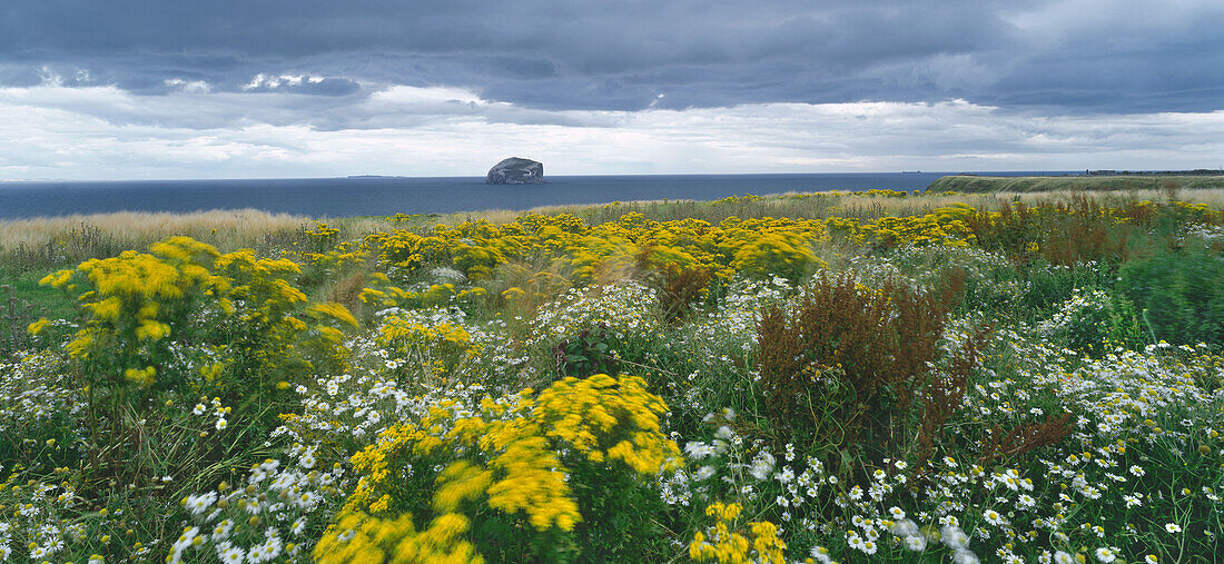 Naturschutzgebiet Bass Rock, Schottland, Großbritannien