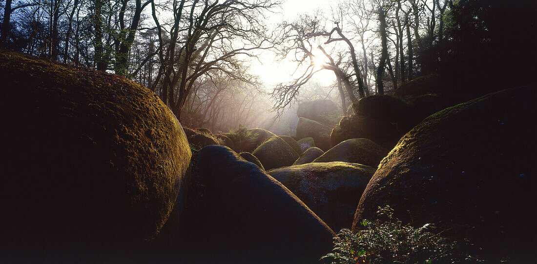 Zauberwald, Huelgoat, Bretagne, Frankreich