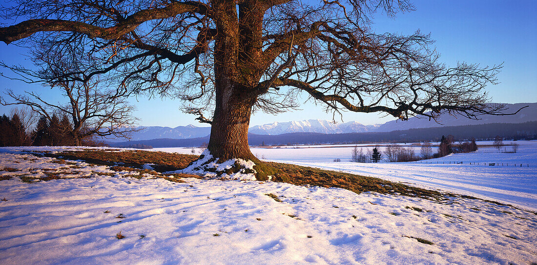 Eiche, Staffelsee, Murnau, Landkreis Garmisch, Oberbayern, Deutschland