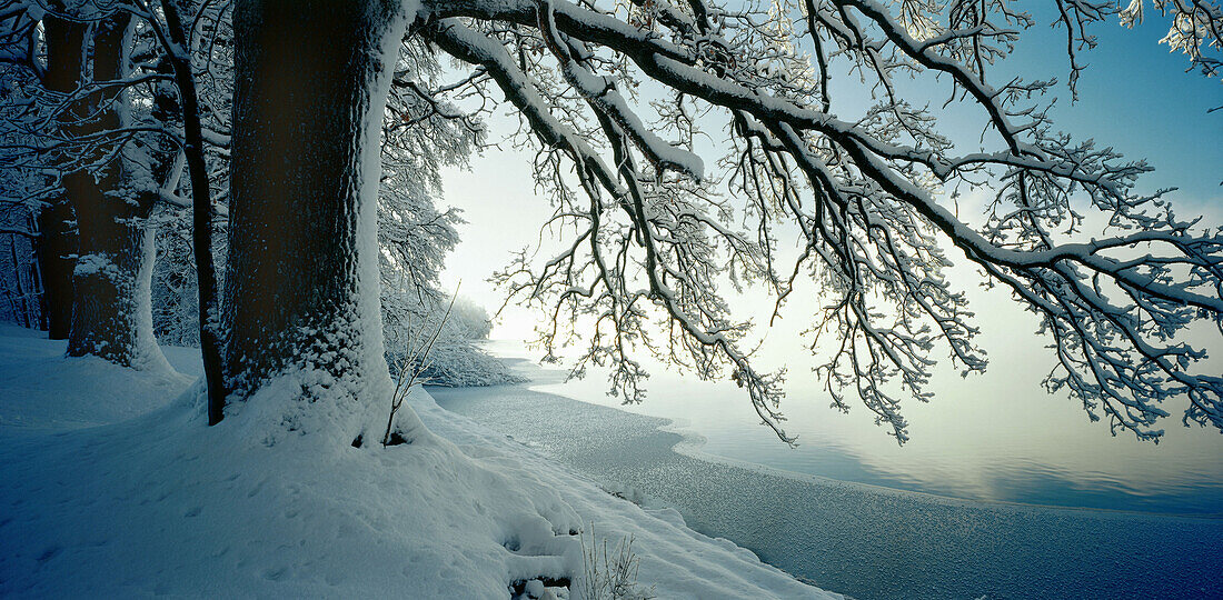 Oak tree, Lake Staffelsee, Murnau, Landkreis Garmisch, Upper Bavaria, Germany