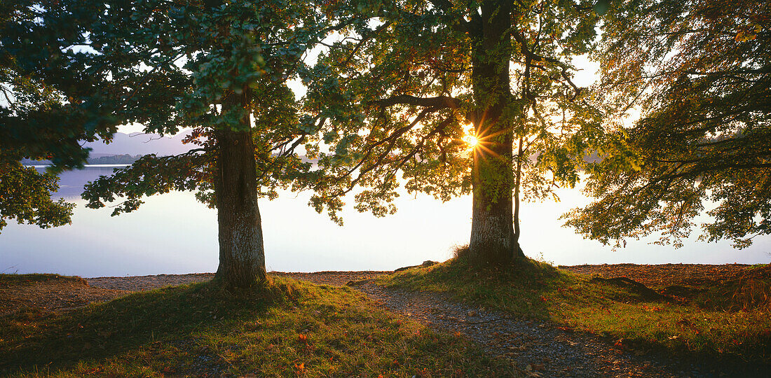 Oak Trees at Lake Staffelsee, Murnau, Landkreis Garmisch, Upper Bavaria, Germany