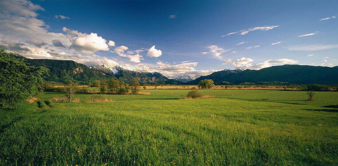 Murnauer Moos with view on the Wendelstein Mountains, Landkreis Garmisch Partenkirchen, Upper Bavaria, Germany