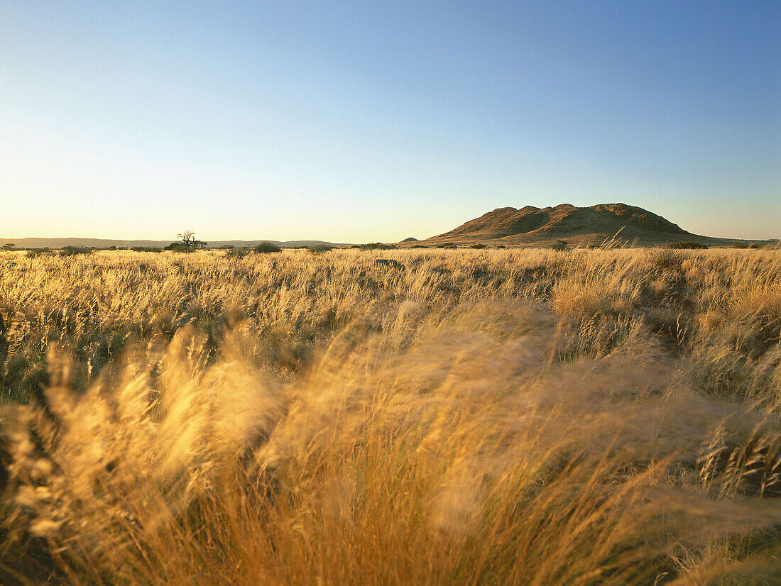 Gräser im Wind, Namibwüste, Sesriem, Namibia, Afrika