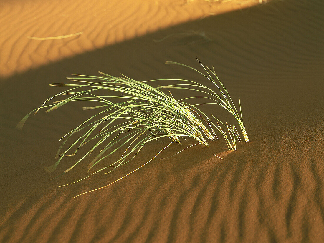 Grass on sanddune, Namib Desert, Namibia, Africa