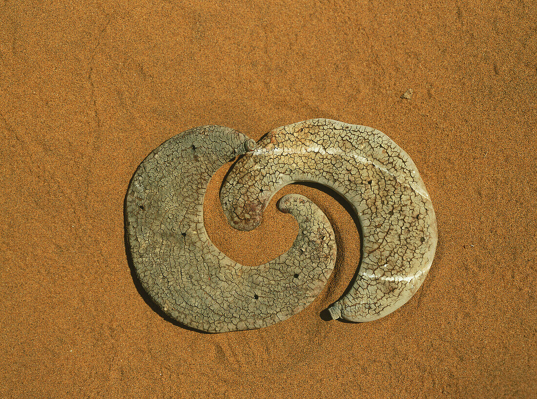 Dried fruit of a desert tree, Namibia, Africa