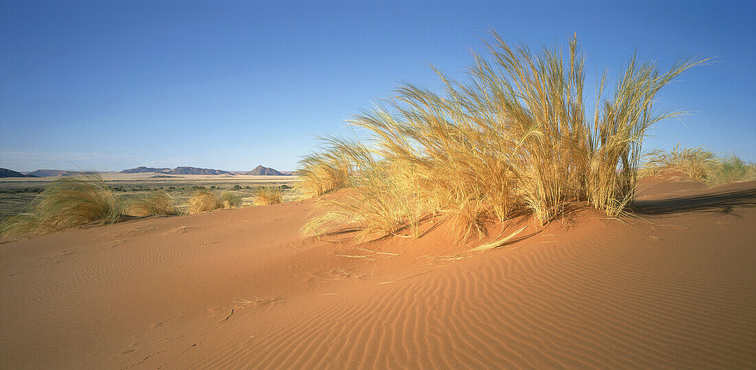 Dünengras, Sossusvlei, Namibwüste, Namibia, Afrika