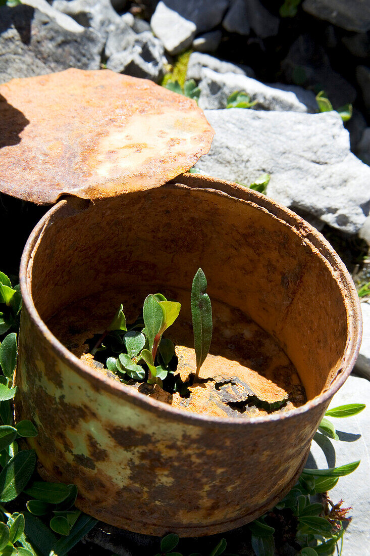 Plants growing through rusty can, Fuorcla Val Sassa, Schwiss National Park, Engadin, Graubuenden, Graubuenden, Alpen