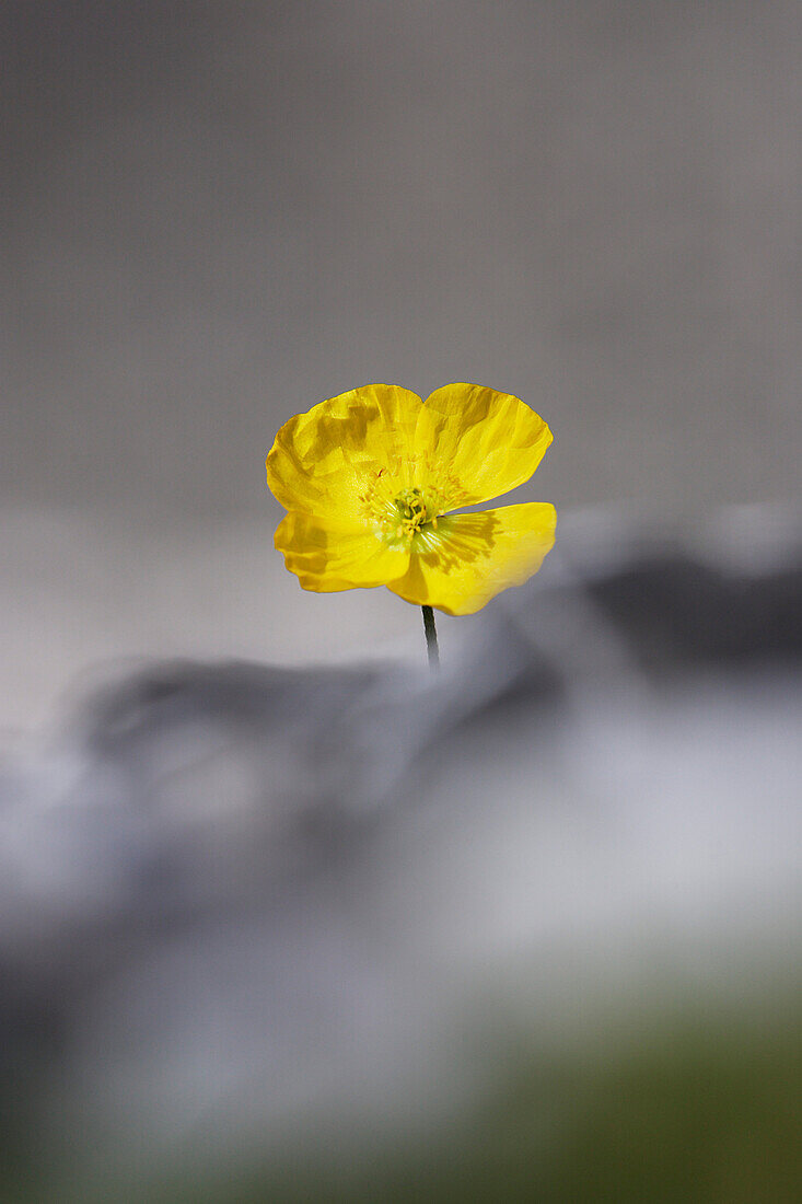 Gelbe Blume auf Geröllfeld, Raehtischer Mohn, Gelber Alpenmohn, Papaver rhaeticum, Papaver aurantiacum, Val Sassa, Schweizer Nationalpark, Engadin, Graubuenden, Graubünden, Schweiz, Alpen