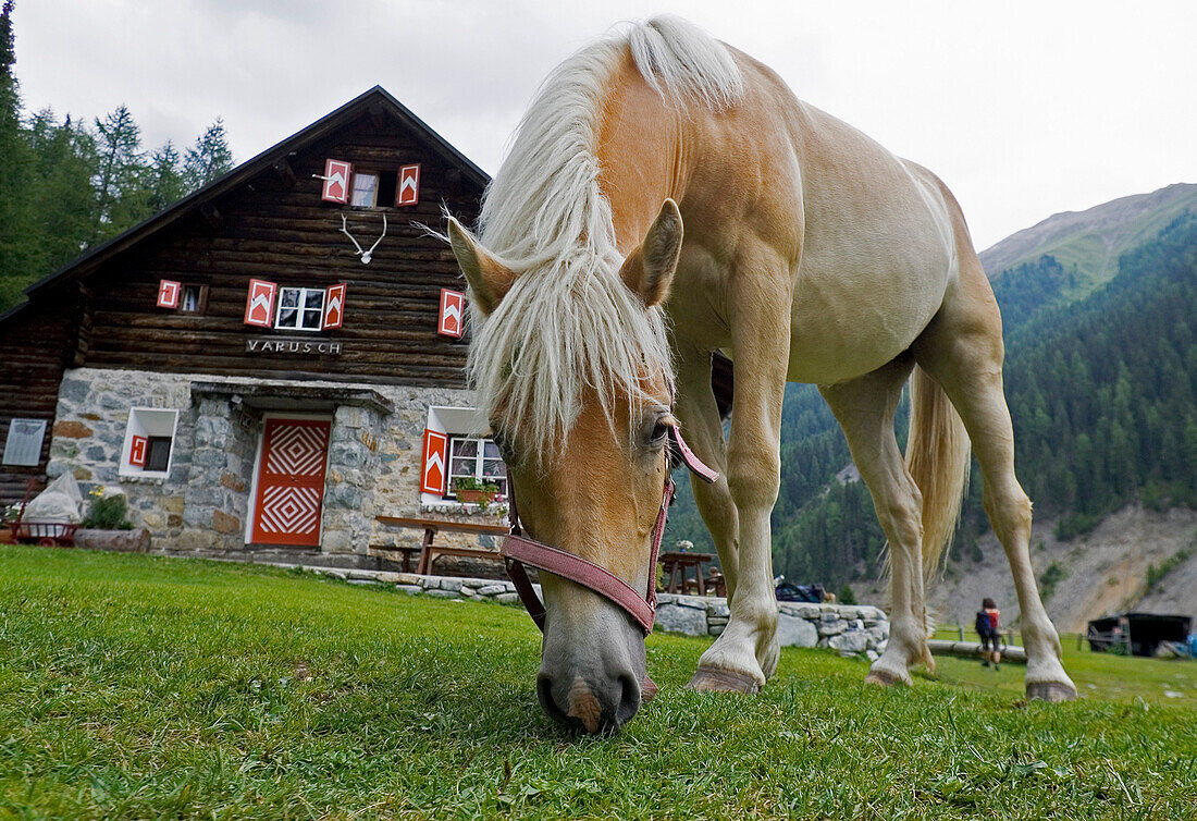 Grasendes Pferd vor Berghuette, Varusch, Val Trupchun, Schweizerischer Nationalpark, Engadin, Graubünden, Graubuenden, Schweiz, Alpen