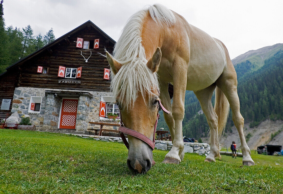 One horse grazing in front of mountain hut, Varusch, Val Trupchun, Swiss Nationalpark, Engadin, Graubuenden, Grisons, Switzerland, Alps