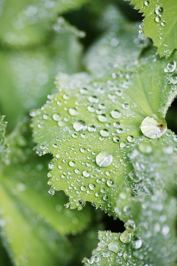Lady's mantle with water drops