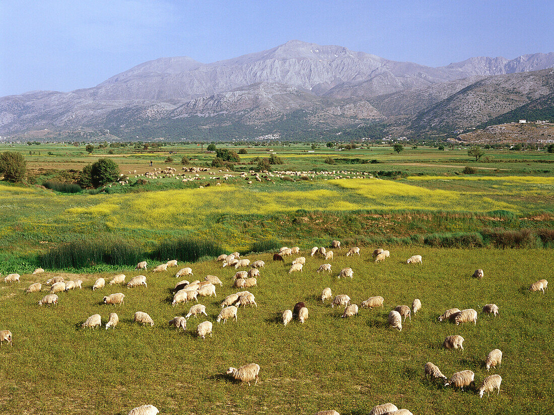 Schafherde, Dikti-Massiv 2148m, , Lassithi-Hochebene, Kreta, Griechenland