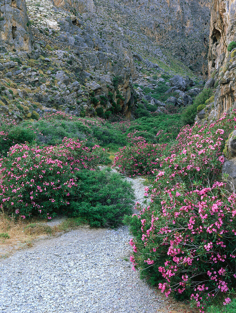 Oleander surrounding path, Pervolakia Gorge near Cloister Moní Kapsá, Crete, Greece