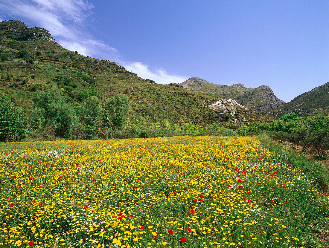 Blühende Blumenwiese in der Nähe von Kourtaliotiki-Schlucht, Kreta, Griechenland