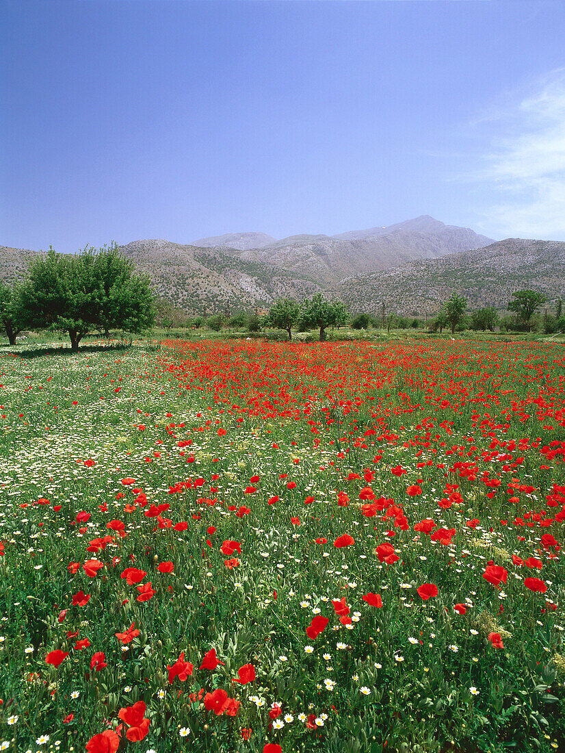 Blühende Wiese, Dikti-Massiv, Lassithi-Hochebene, Kreta, Griechenland