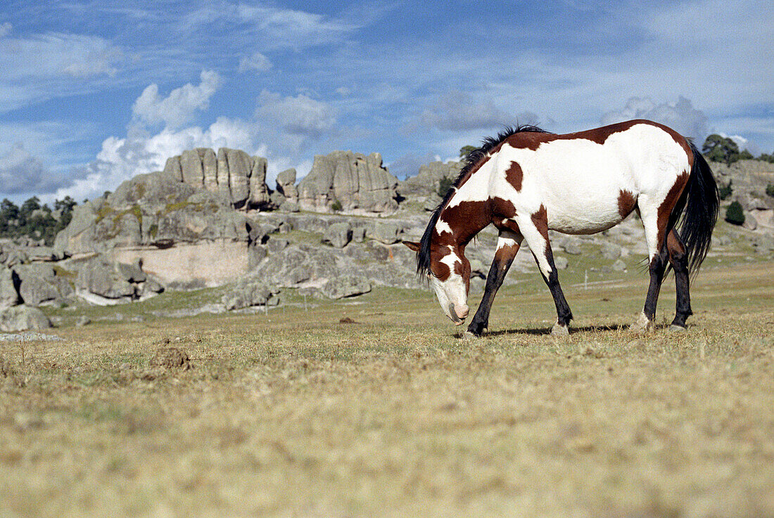 Pferd grast auf Wiese, Creel, Chihuahua, Mexiko