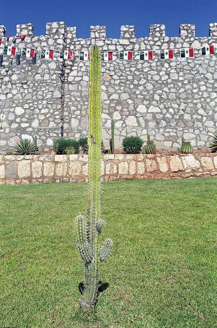 Cactus in front of a wall in the sunlight, El Fuerte, Mexico, America