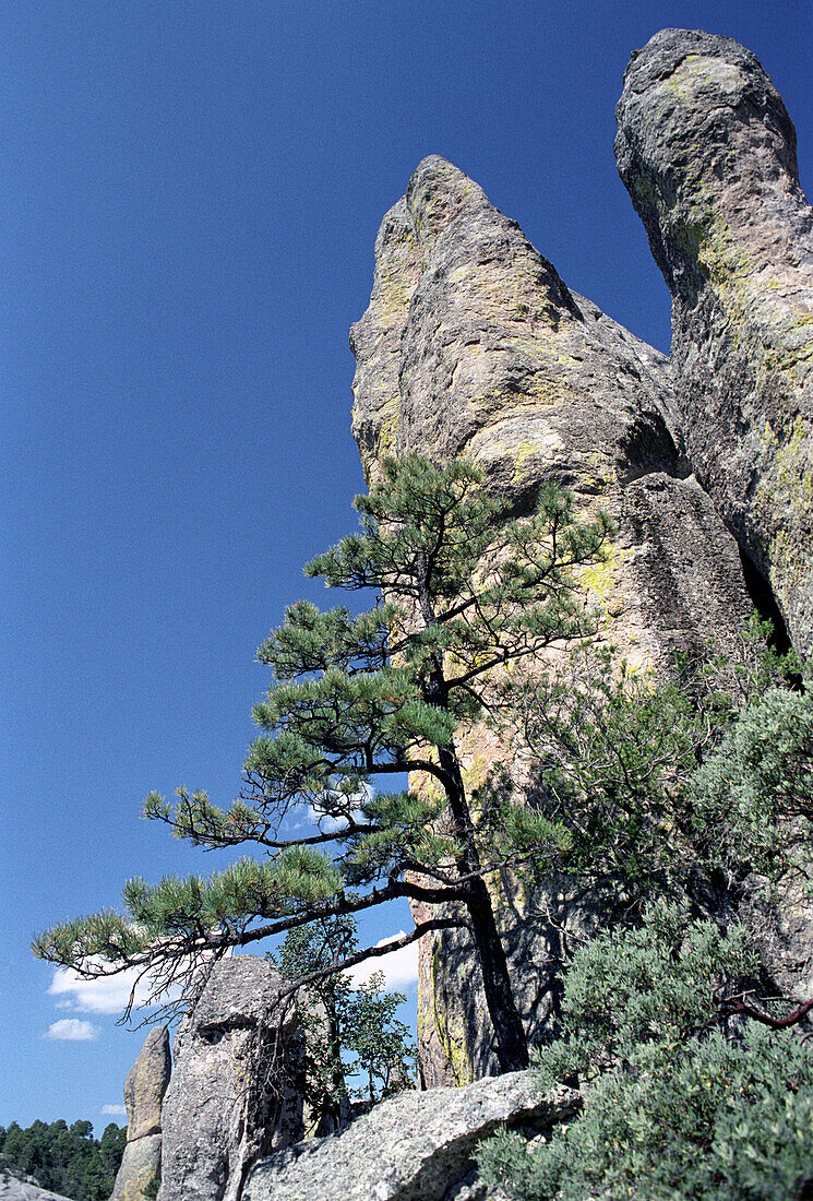 Baum vor Felsformation unter blauem Himmel, Tal der Mönche, Creel, Chihuahua, Mexiko, Amerika
