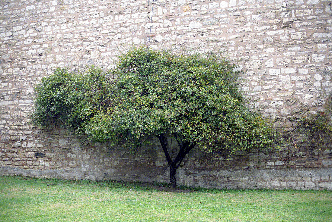 Tree in front of Wall, garden of Topkapi, Istanbul, Turkey