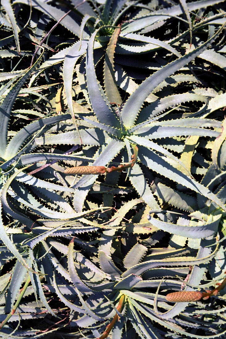 Agave plants, Australia