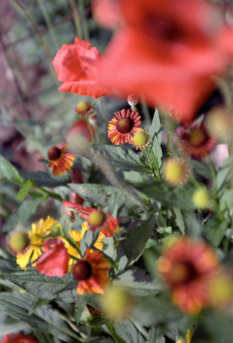 Blumen, Bayern, Deutschland