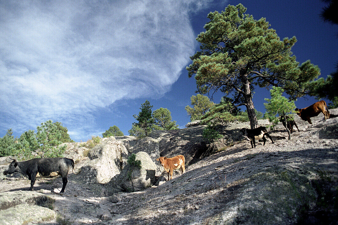 Kühe auf Felsen unter Wolkenhimmel, Tal der Mönche, Creel, Chihuahua, Mexiko, Amerika