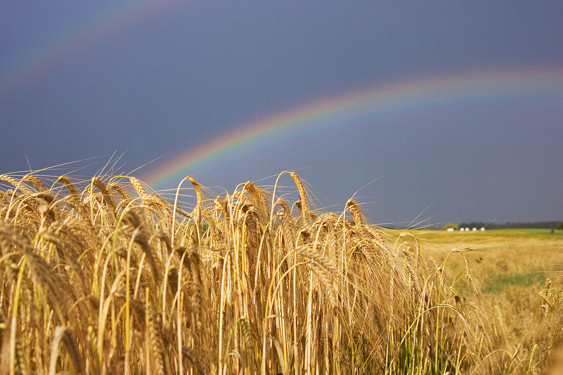 Rainbow over a rye field, Bavaria, Germany