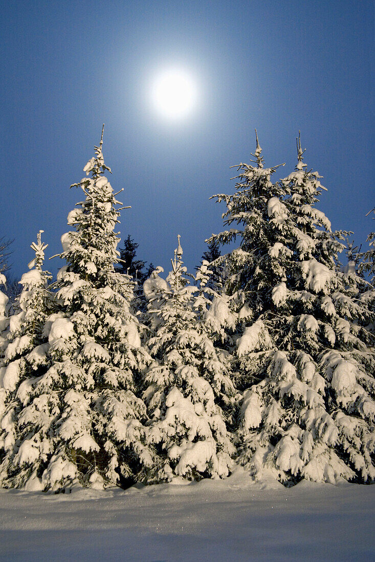 Verschneite Fichten bei Vollmond, Bayern, Deutschland