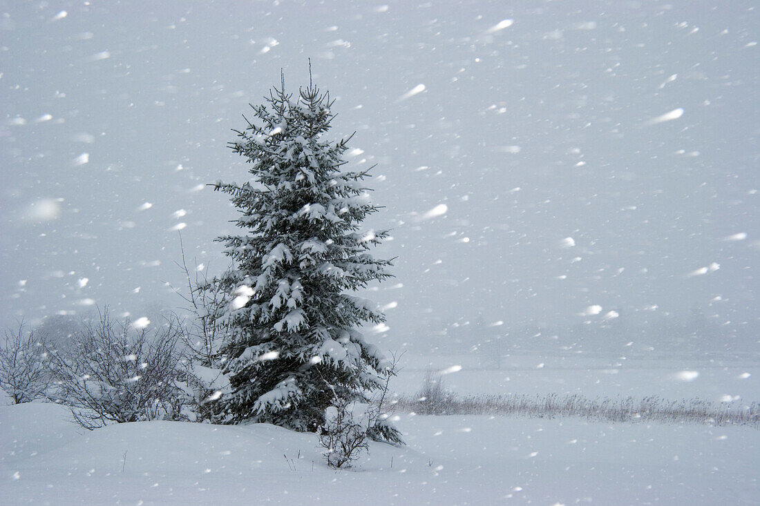 Spruce at snow flurry, Bavaria, Germany