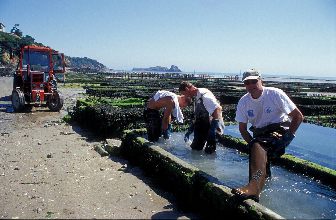 Austernzucht, Cancale, Bretagne, Frankreich