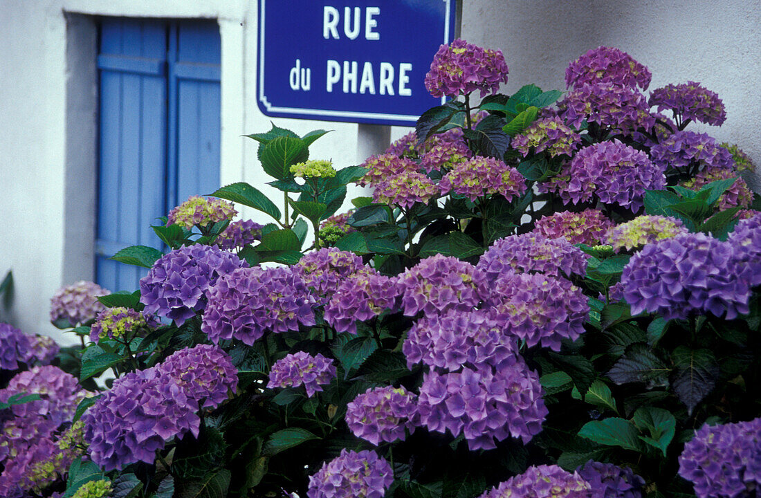 Blumen, Ploumanach, Bretagne, Frankreich